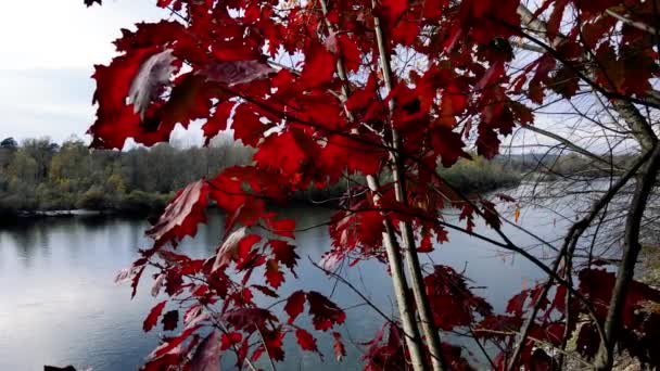 空中无人机 森林中的秋天风景 — 图库视频影像