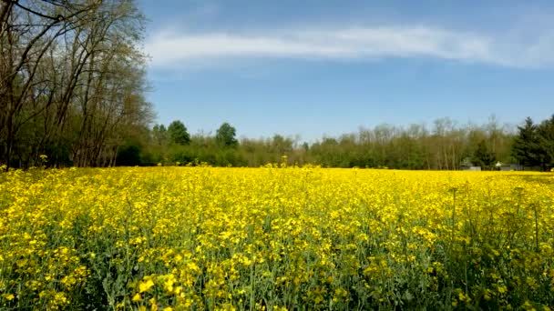 Paisagem Primavera Com Flores Amarelas — Vídeo de Stock