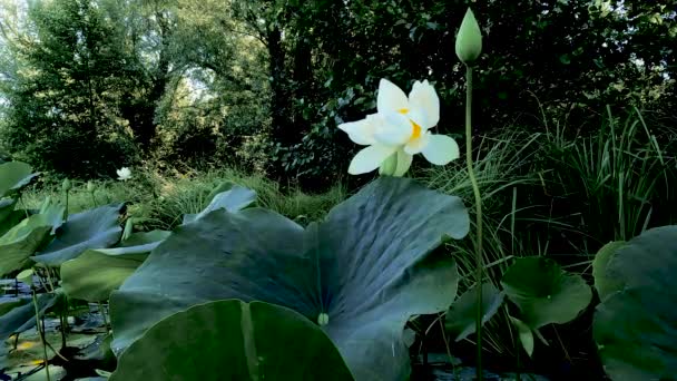 Krajobraz Nad Jeziorem Corgeno Olbrzymimi Kwiatami Lotosu — Wideo stockowe