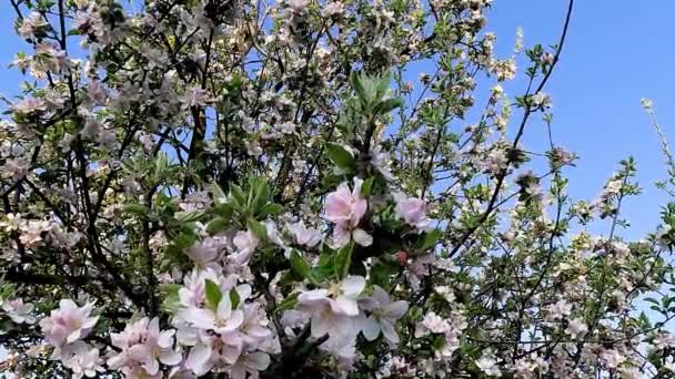 Spring Landscape Flowering Tree — Stock Video