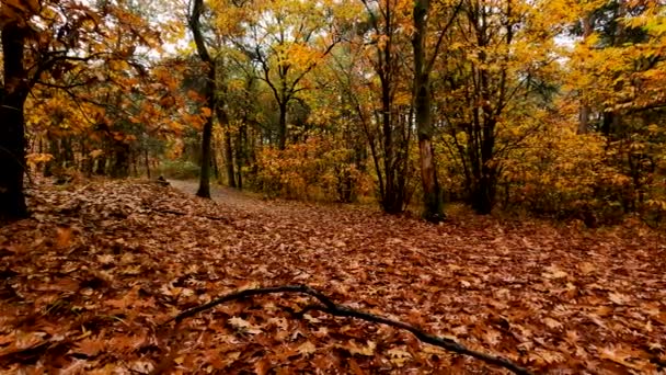 Φθινόπωρο Τοπίο Βροχή Στο Δάσος — Αρχείο Βίντεο