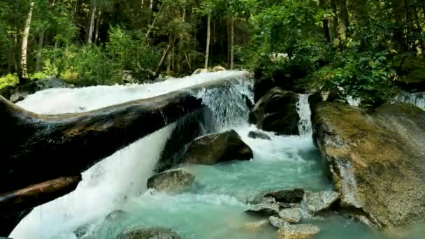 Riverside Tájkép Egy Észak Európai Erdőben — Stock videók