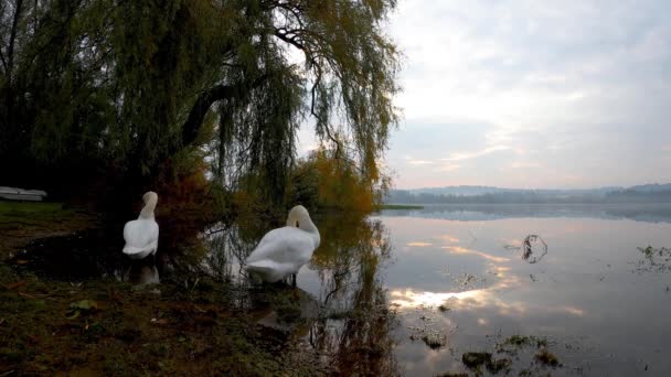 Paisagem Com Cisnes Lago — Vídeo de Stock