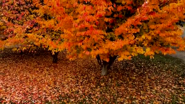 空中ドローン 公園の秋の風景 — ストック動画