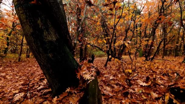 Herfst Landschap Het Bos Met Vallende Bladeren — Stockvideo