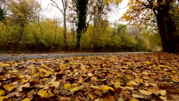 Herbstlandschaft Wald Mit Regen — Stockvideo
