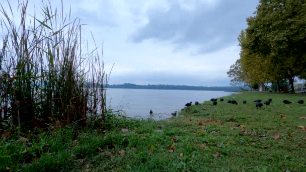 Jesienny Krajobraz Nad Jeziorem Kaczkami Ptakami — Wideo stockowe