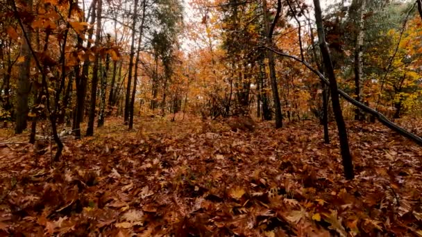 Herfst Overzicht Met Bladval Een Bos — Stockvideo