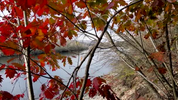 空中ドローン 川の秋の風景 — ストック動画