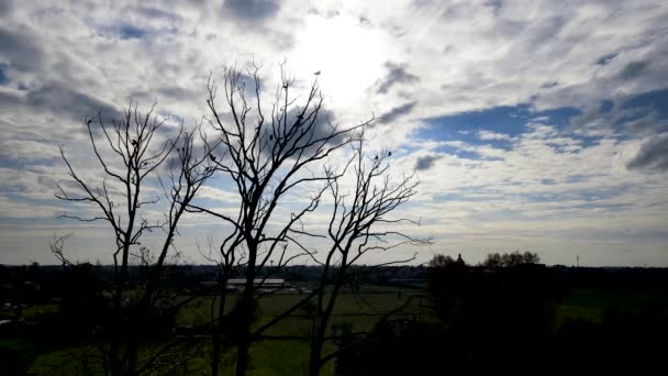 Drone Aéreo Paisaje Espeluznante Con Árboles Muertos Nubes Cuervos — Vídeo de stock