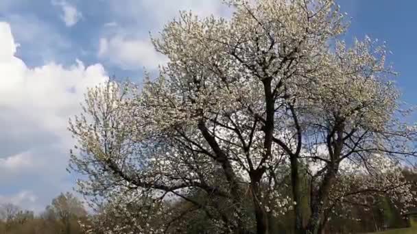 Krajobraz Wiosenny Kwitnącą Rośliną — Wideo stockowe