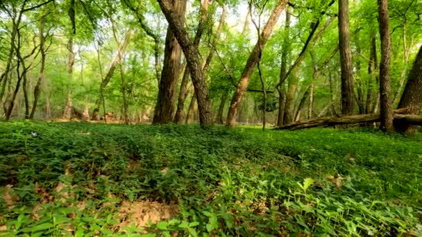 Paesaggio Una Foresta Del Nord Europa — Video Stock