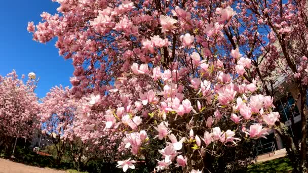 Paisaje Con Flores Rosadas — Vídeo de stock