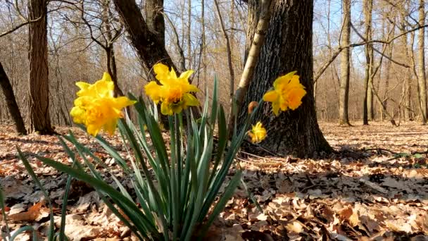 Frühlingslandschaft Wald Mit Gelben Blumen — Stockvideo