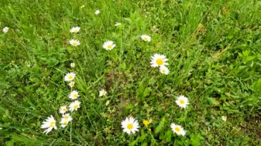 Papatyalı Çiçek Çayırı - 5K