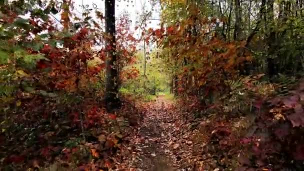 空中ドローン 森の中の秋の雨の日 — ストック動画