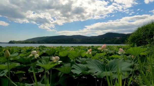 Summer Landscape Lake Molveno Δολομίτες Ιταλία — Αρχείο Βίντεο