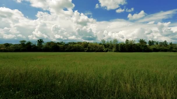 Spring Landscape Meadow — 图库视频影像