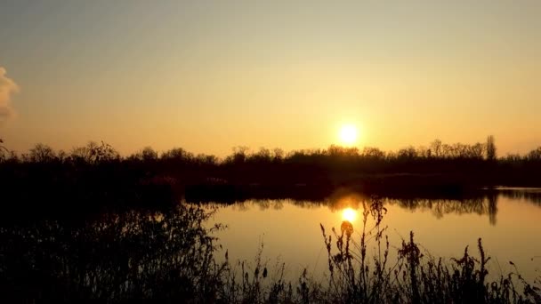 Relaxing Sunset Panorama Swan Lake — Vídeo de Stock