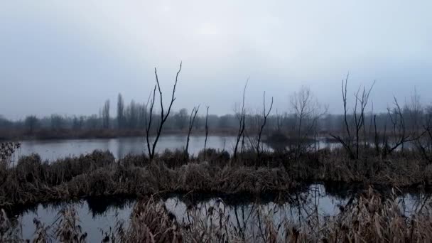 Aerial Drone Spectral Landscape Swamp Winter — Video Stock