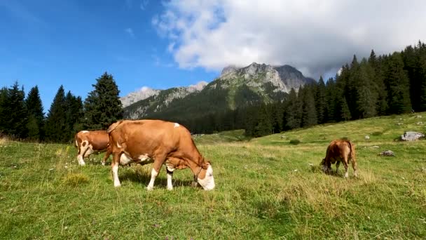 Alpine Landscape Grazing Cows — Wideo stockowe