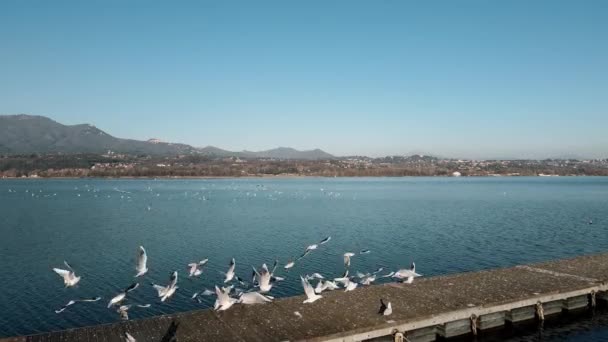 Воздушный Беспилотник Пейзаж Чайками Озере Варезе — стоковое видео