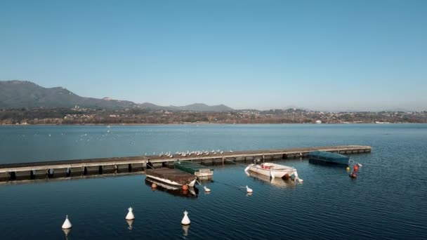 Drone Aéreo Paisagem Com Gaivotas Lago Varese — Vídeo de Stock