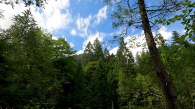 FireTrees - 5K arasında Alp manzarası