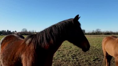 Otlaktaki Atlarla Binicilik Okulu