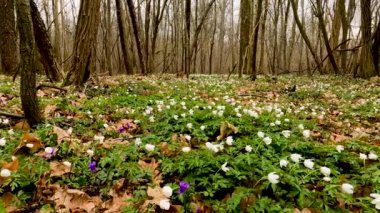 Çok Renkli Çiçeklerle Ormandaki Bahar Manzarası - 5K