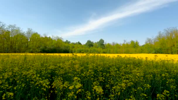 Paisagem Floresta Com Flores Amarelas — Vídeo de Stock