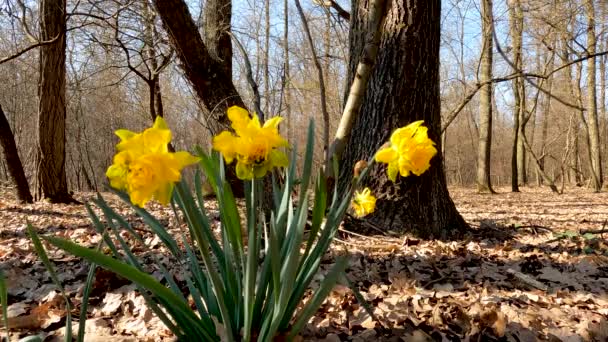 Landschaft Mit Gelben Blumen Wald Frühling — Stockvideo