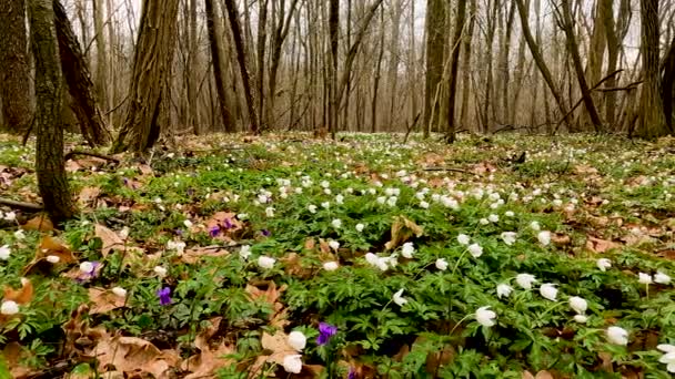 Wiosenny Krajobraz Lesie Wielobarwnymi Kwiatami — Wideo stockowe