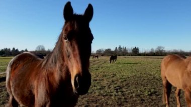 Ülke yatay, at nalı