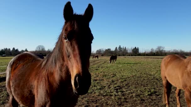 Paisagem Rural Com Cavalos — Vídeo de Stock