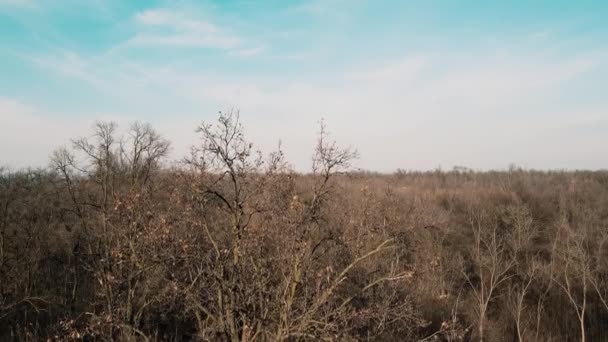 Drone Aéreo Paisaje Invierno Bosque — Vídeos de Stock
