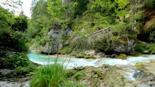 Krajobraz Strumieniem Lesie Dolomitów — Wideo stockowe