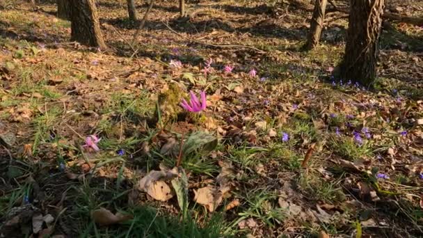 Paysage Printanier Avec Des Fleurs Dans Les Bois — Video