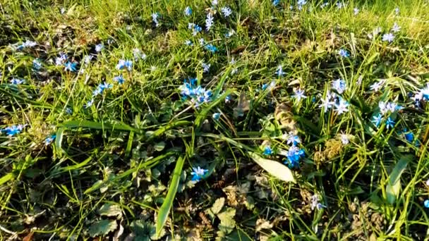 Wiosenny Krajobraz Lesie Niebieskimi Kwiatami — Wideo stockowe