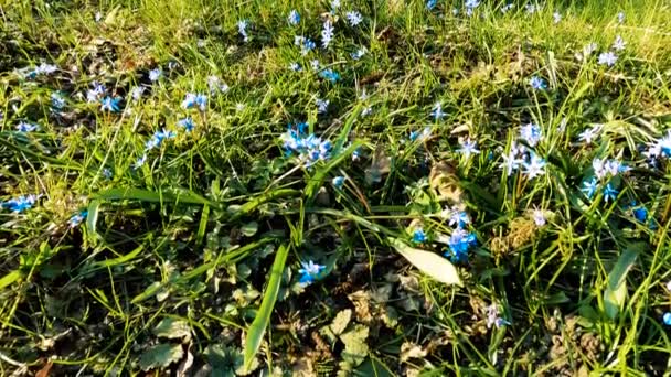 青い花と森の中の春の風景 — ストック動画