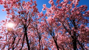 Pembe Çiçekli Bahar Manzarası - 5K