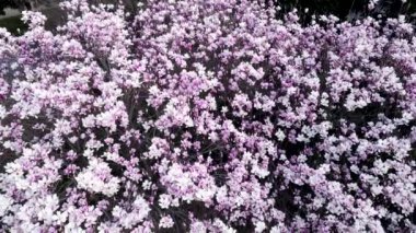  Hava Aracı - Çiçekli Ağaçlarla İlkbahar Manzarası