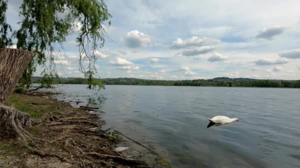 Krajobraz Łabędziem Nad Jeziorem Varese — Wideo stockowe