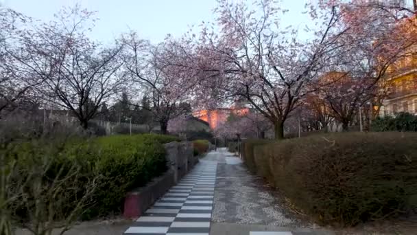 Letecký Dron Jarní Krajina Kvetoucími Stromy Parku Miláně — Stock video