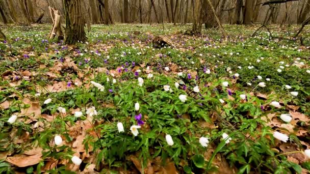 Krajobraz Lesie Wielobarwnymi Kwiatami — Wideo stockowe