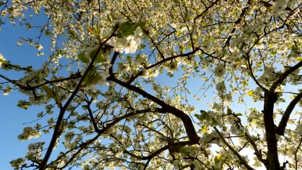 Paisagem Primavera Com Floração Árvore — Vídeo de Stock