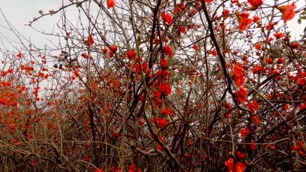 Εαρινό Τοπίο Κόκκινα Λουλούδια — Αρχείο Βίντεο