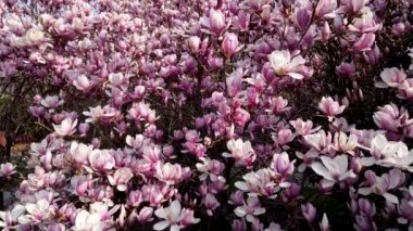 Hava Aracı - Çiçekli Ağaçlarla Şehrin Manzarası