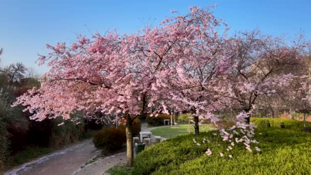 Drone Aéreo Espectacular Paisaje Primavera Con Árboles Flores Rosadas — Vídeos de Stock