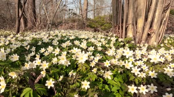 Frühlingslandschaft Wald Mit Weißen Blumen — Stockvideo